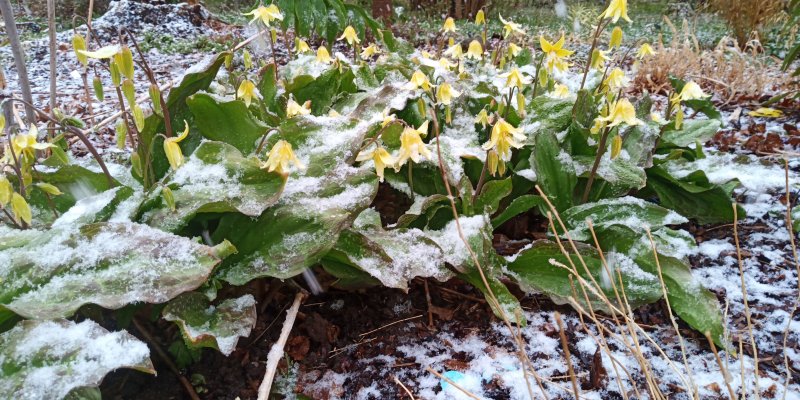 Erythronium 'Pagoda' Trout Lily